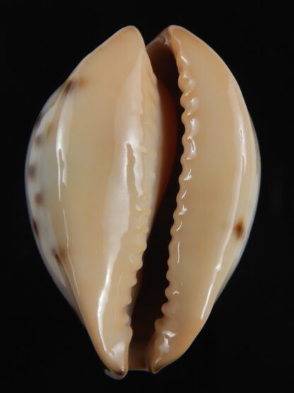 Zoila perlae perlae 41.54 mm Gem-77516