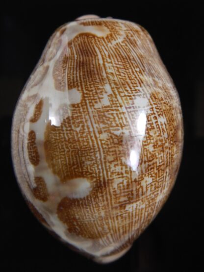 Leporicypraea mappa ... Freack ... 71.76 mm Gem-77597