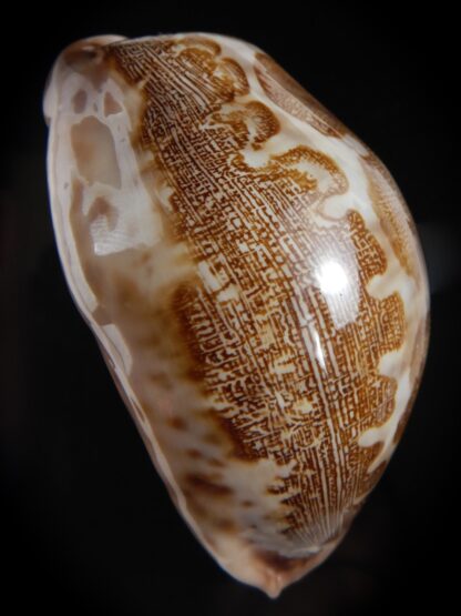 Leporicypraea mappa ... Freack ... 71.76 mm Gem-77598