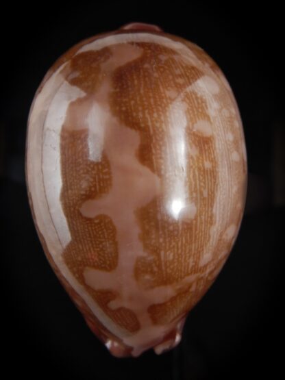 Leporicypraea mappa panerythra 71.23 mm Gem-77615