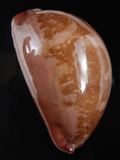 Leporicypraea mappa panerythra 71.23 mm Gem-77617