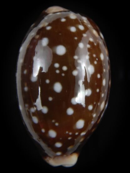 Lyncina vitellus .. Chocolat starry night... 51.69 mm Gem-77685