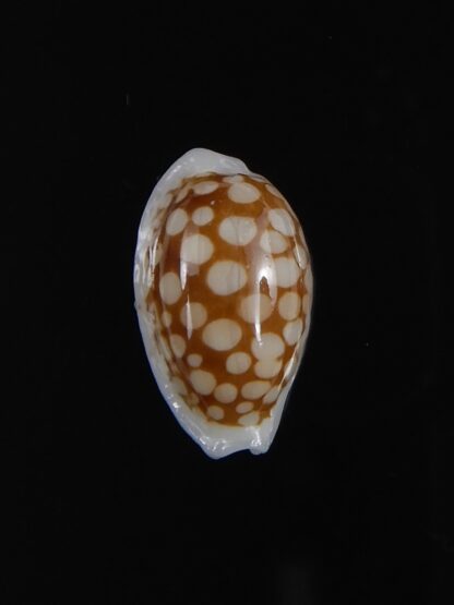 Cribrarula cribraria " SP" Dwarf ...16,76 mm Gem -77771