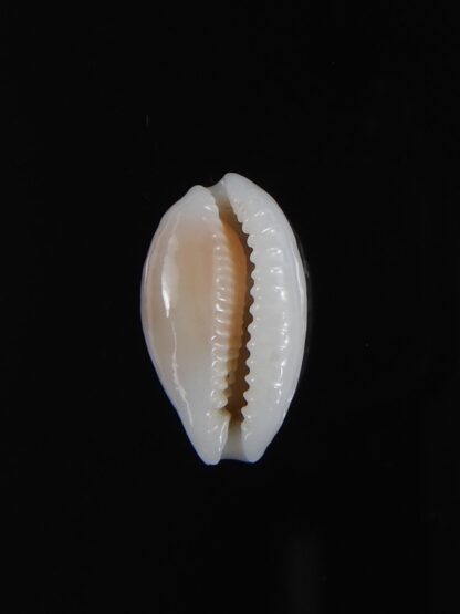 Cribrarula cribraria " SP" Dwarf ...16,76 mm Gem -77770