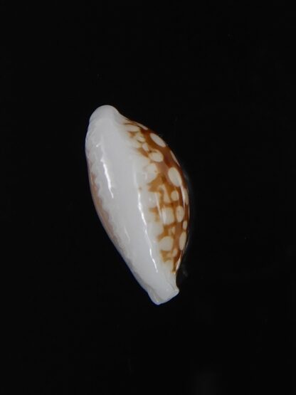 Cribrarula cribraria " SP" Dwarf ...16,76 mm Gem -77773