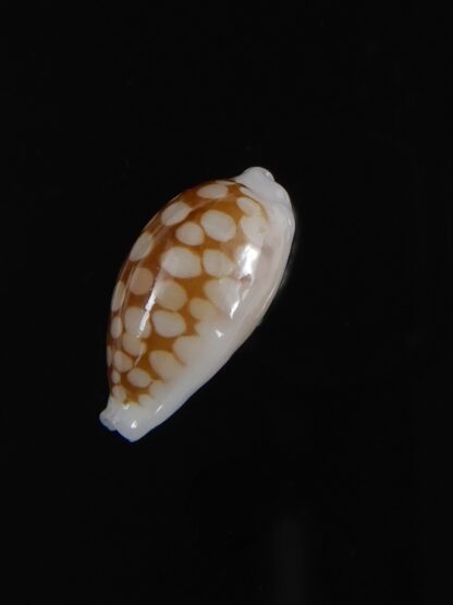 Cribrarula cribraria " SP" Dwarf ...16,76 mm Gem -77772