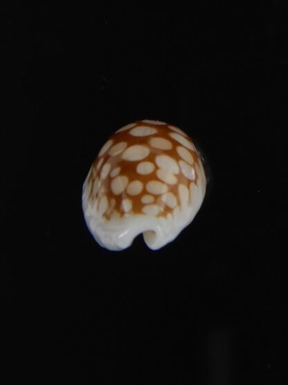 Cribrarula cribraria " SP" Dwarf ...16,76 mm Gem -77776