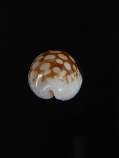 Cribrarula cribraria " SP" Dwarf ...16,76 mm Gem -77775