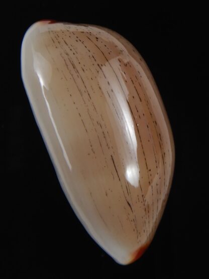 Luria isabella isabella ..GIANT... 40.23 mm Gem-77659