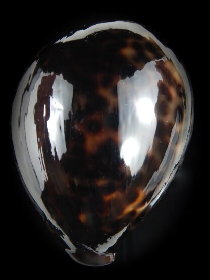 Cypraea tigris pardalis ..Black.. 69.61 mm Gem-77798