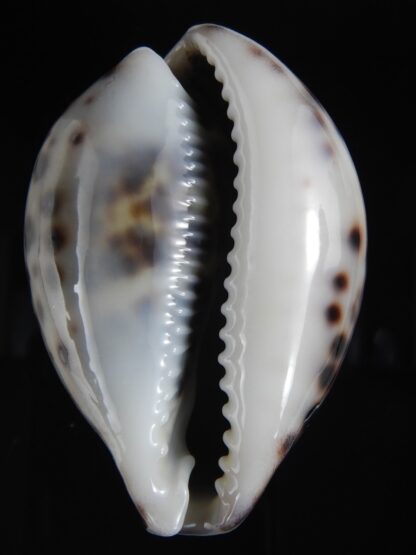 Cypraea tigris pardalis ..Black.. 69.61 mm Gem-77800