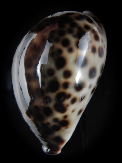 Cypraea tigris pardalis ..Black.. 69.61 mm Gem-77804