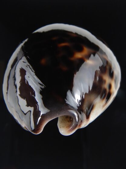 Cypraea tigris pardalis ..Black.. 69.61 mm Gem-77801