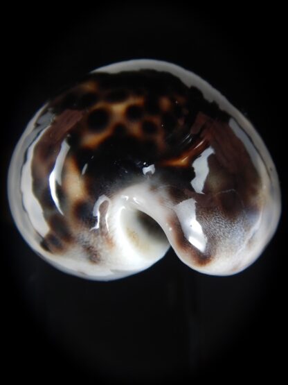 Cypraea tigris pardalis ..Black.. 69.61 mm Gem-77803