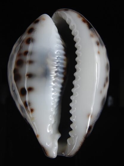 Cypraea tigris pardalis ..Black.. 67.66 mm Gem-77787