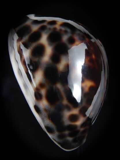 Cypraea tigris pardalis ..Black.. 67.66 mm Gem-77785