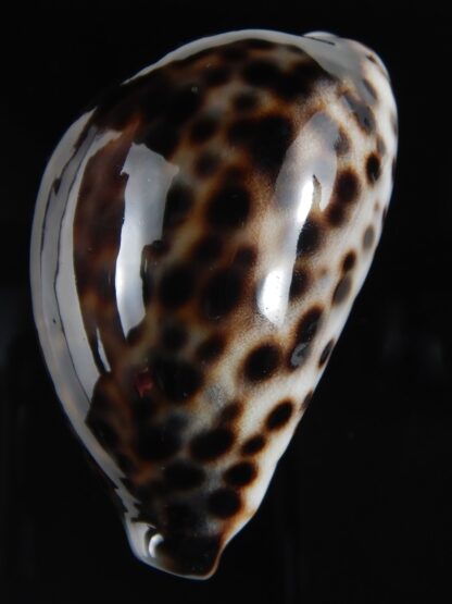 Cypraea tigris pardalis ..Black.. 67.66 mm Gem-77786