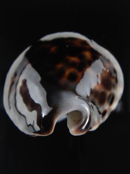 Cypraea tigris pardalis ..Black.. 67.66 mm Gem-77789