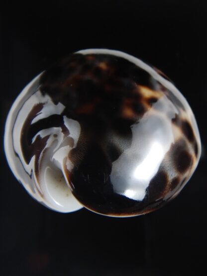 Cypraea tigris pardalis ..Black.. 67.66 mm Gem-77788