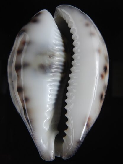 Cypraea tigris pardalis ..Black..74.28 mm Gem-77814