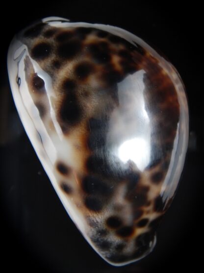 Cypraea tigris pardalis ..Black..74.28 mm Gem-77818