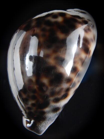 Cypraea tigris pardalis ..Black..74.28 mm Gem-77813