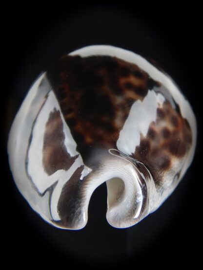 Cypraea tigris pardalis ..Black..74.28 mm Gem-77815