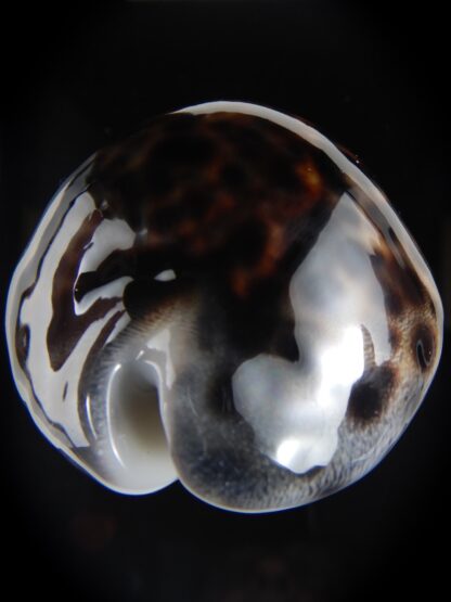 Cypraea tigris pardalis ..Black..74.28 mm Gem-77817