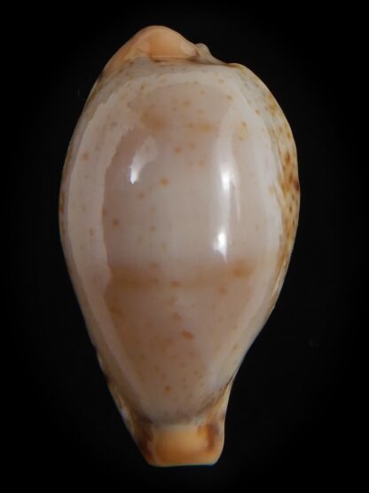 Palmulacypraea boucheti 20.75 mm Gem -78158