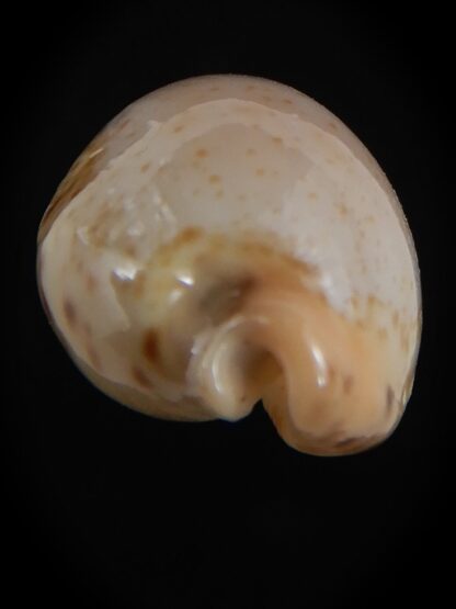 Palmulacypraea boucheti 20.75 mm Gem -78163