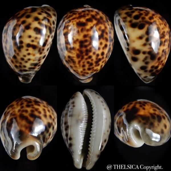 Cypraea tigris pardalis .." SP colour" 86.06 mm Gem (-)-0