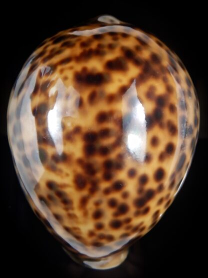 Cypraea tigris pardalis .." SP colour" 86.06 mm Gem (-)-78216