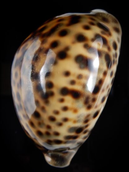 Cypraea tigris pardalis .." SP colour" 86.06 mm Gem (-)-78217