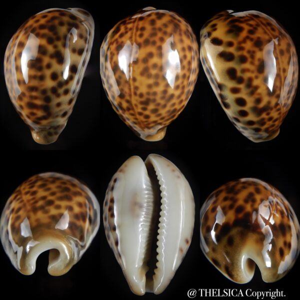 Cypraea tigris pardalis .." SP colour" 81.41 mm Gem-0