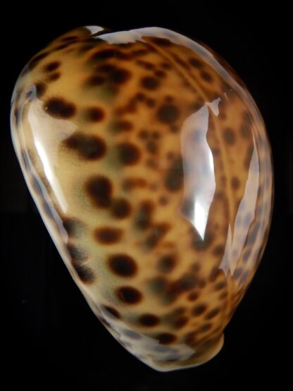 Cypraea tigris pardalis .." SP colour" 81.41 mm Gem-78204