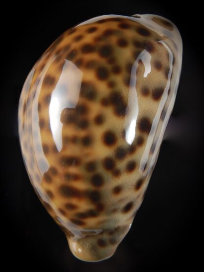 Cypraea tigris pardalis .." SP colour" 81.41 mm Gem-78205