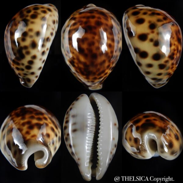 Cypraea tigris pardalis .." SP colour" 75.14 mm Gem -0