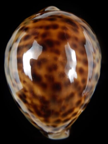 Cypraea tigris pardalis .." SP colour" 75.14 mm Gem -78188