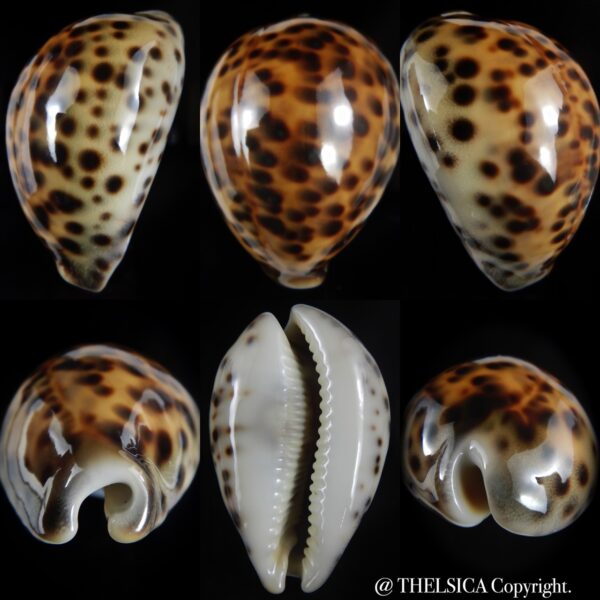 Cypraea tigris pardalis .." SP colour" 70.66 mm Gem-0