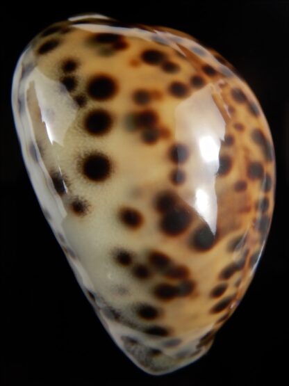 Cypraea tigris pardalis .." SP colour" 70.66 mm Gem-78175