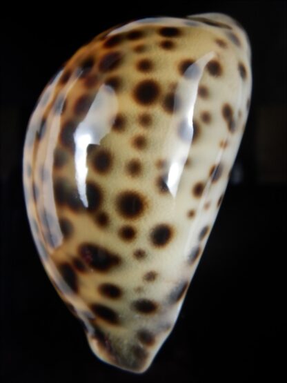 Cypraea tigris pardalis .." SP colour" 70.66 mm Gem-78177