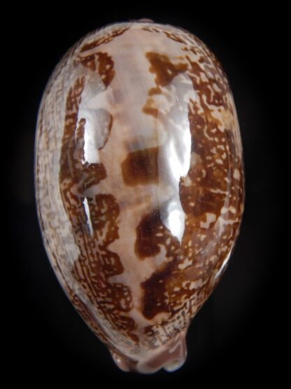 leporicypraea rosea aliwalensis 65.62 mm Gem-78298