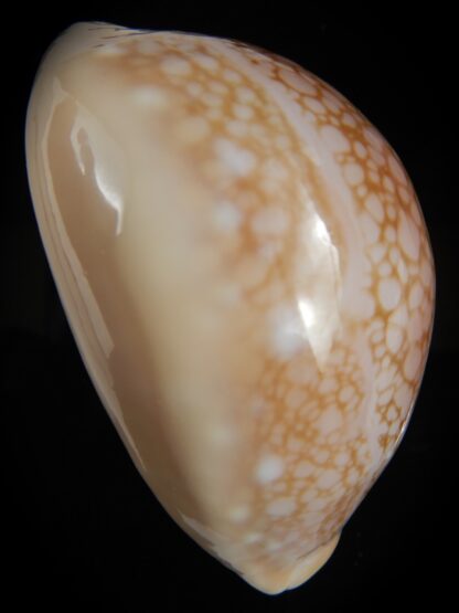 Callistocypraea broderipii somalica 71.51 mm Gem-78327