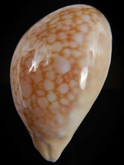 Callistocypraea broderipii somalica 71.51 mm Gem-78329