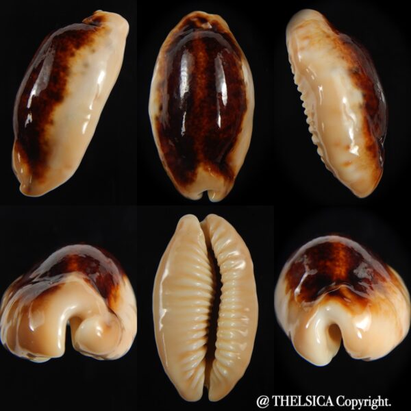 Erronea caurica longior N&R 46.21 mm Gem-0