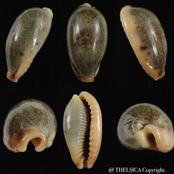 Erronea Hybryde caurica X errones.... ( cauriones ) 42.25 mm gem-0