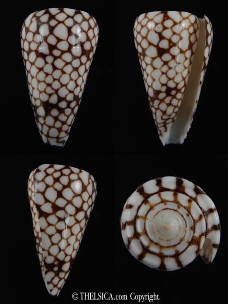 Eugeniconus marchionatus ..Big size... 44.15 mm Gem-0