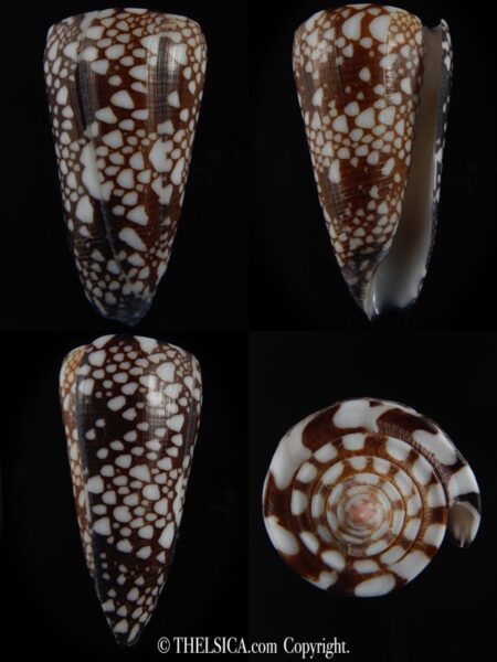 Eugeniconus nobilis gisellelieae ...GIANT... 60.10 mm Gem-0
