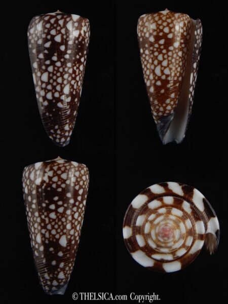 Eugeniconus nobilis gisellelieae 52.86 mm Gem-0