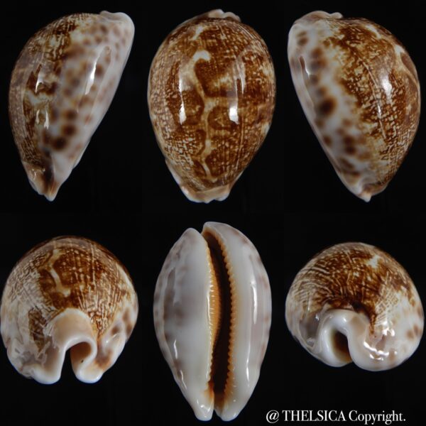 Leporycipraea geographica rewa " DWARF " 54.80 mm Gem-0